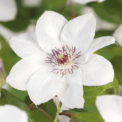 Klimplant - Clematis Miss bateman - 2 planten - Forestbloom