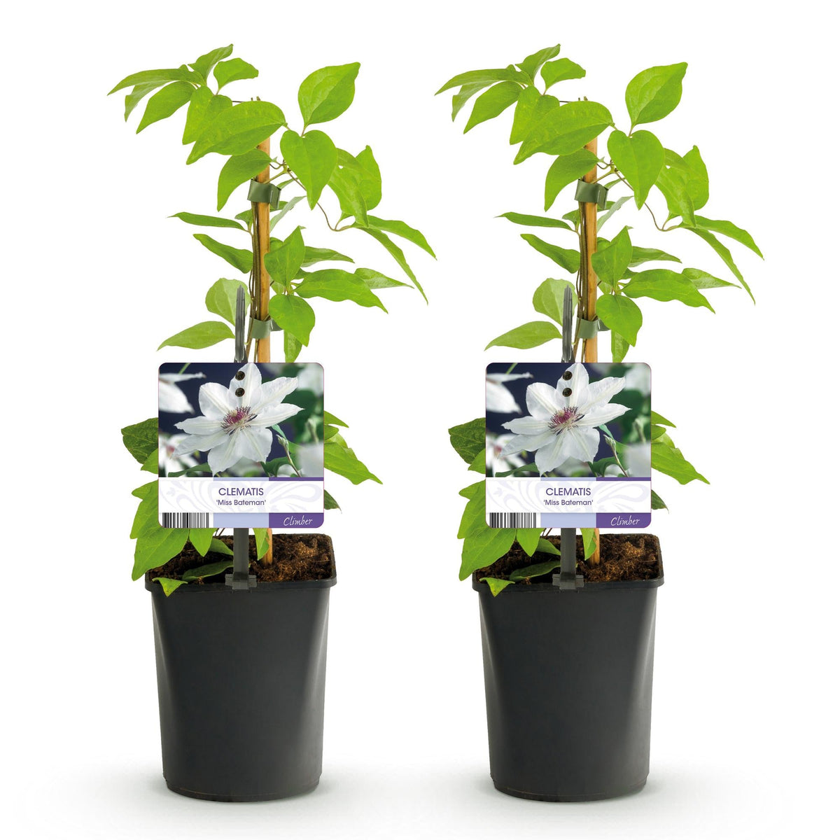 Klimplant - Clematis Miss bateman - 2 planten - Forestbloom