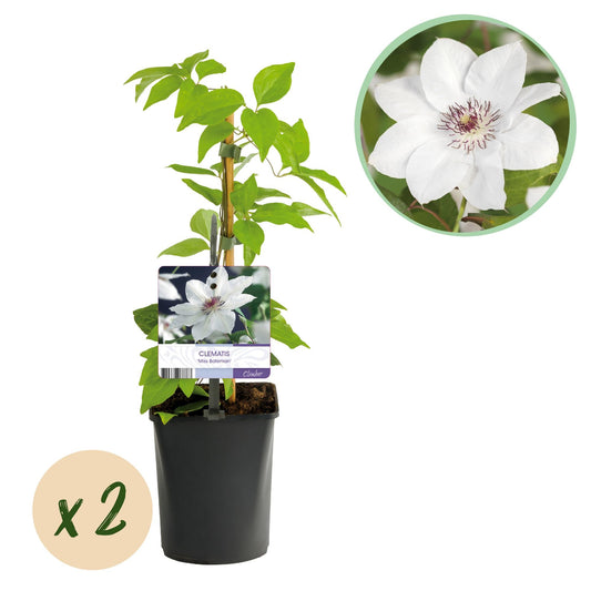 Klimplant - Clematis Miss bateman - 2 planten - Forestbloom
