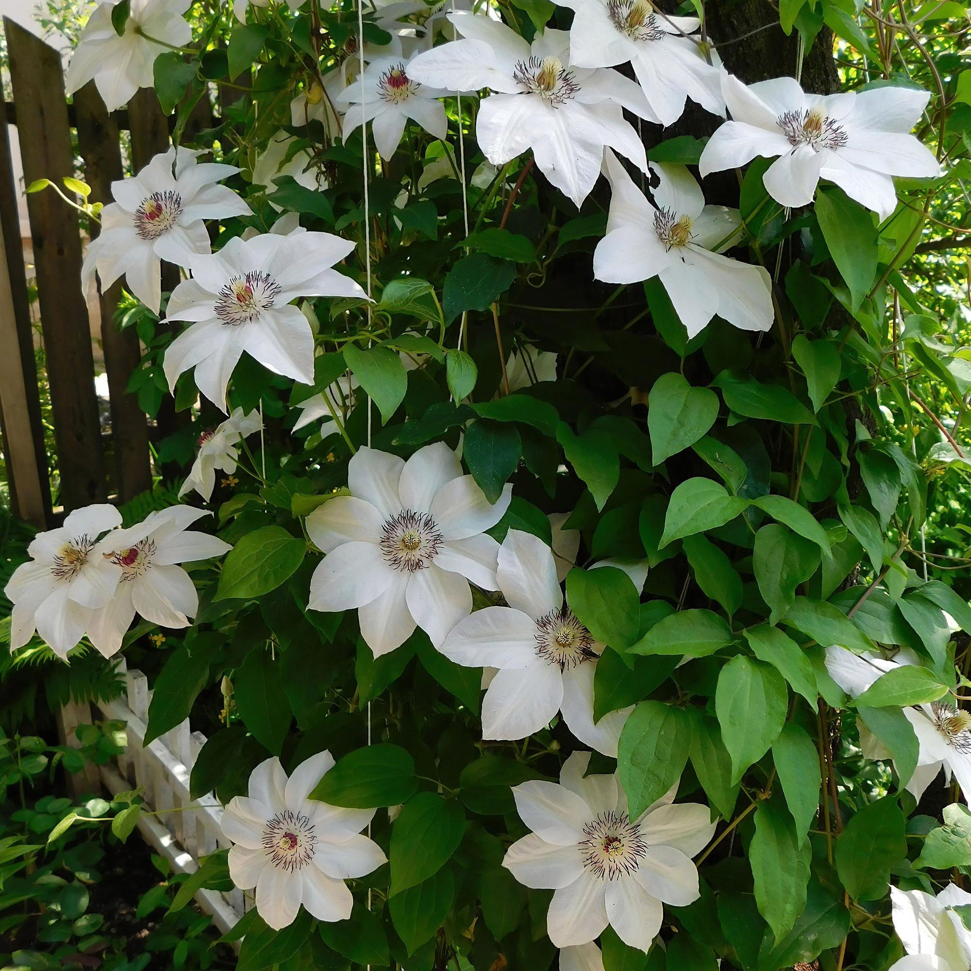 Klimplant - Clematis Miss bateman - 2 planten - Forestbloom