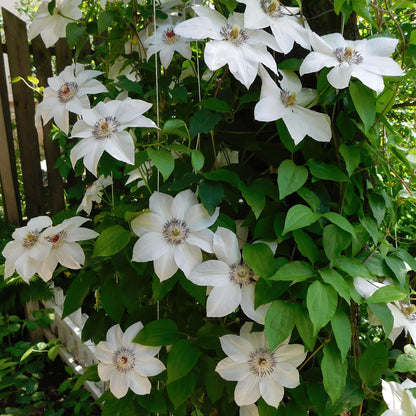 Klimplant - Clematis Miss bateman - 2 planten - Forestbloom