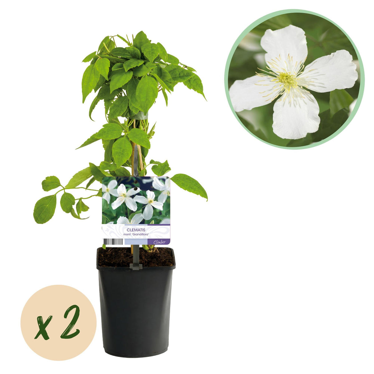 Klimplant - Clematis montana Grandiflora - 2 planten - Forestbloom