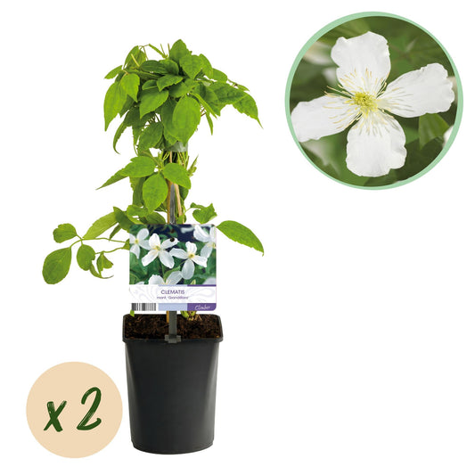 Klimplant - Clematis montana Grandiflora - 2 planten - Forestbloom