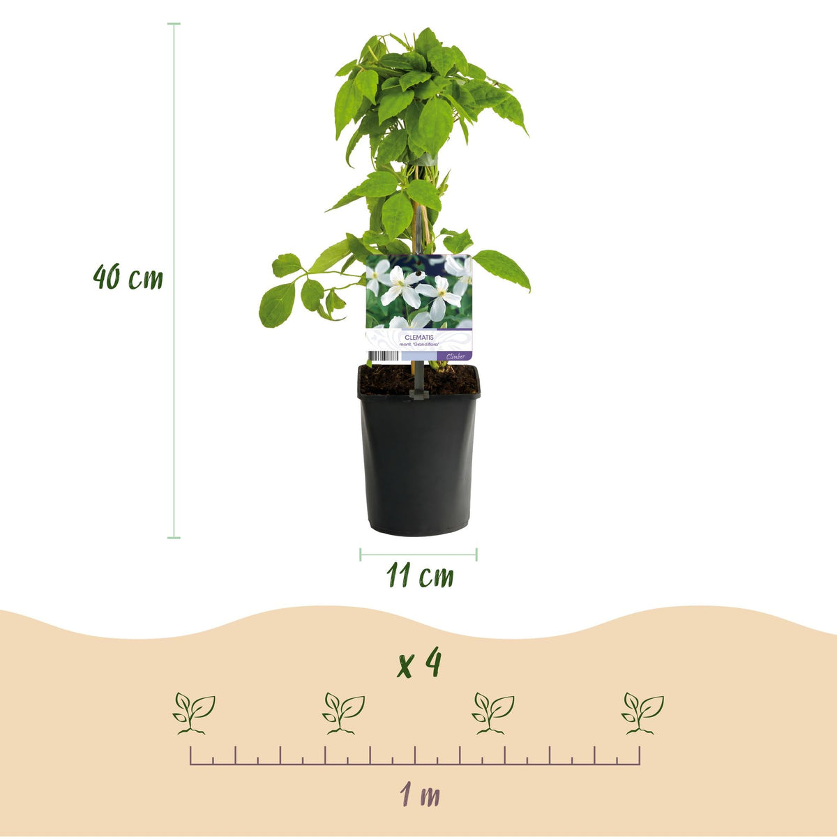 Klimplant - Clematis montana Grandiflora - 2 planten - Forestbloom