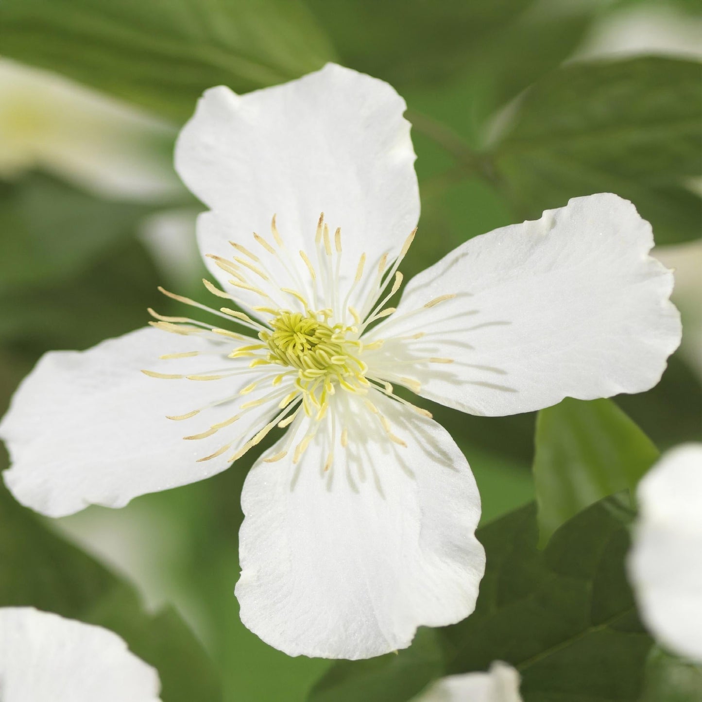 Klimplant - Clematis montana Grandiflora - 2 planten - Forestbloom