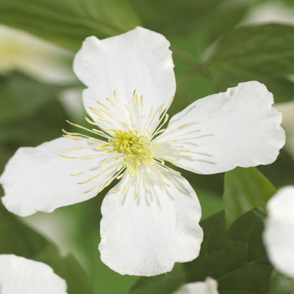 Klimplant - Clematis montana Grandiflora - 2 planten - Forestbloom