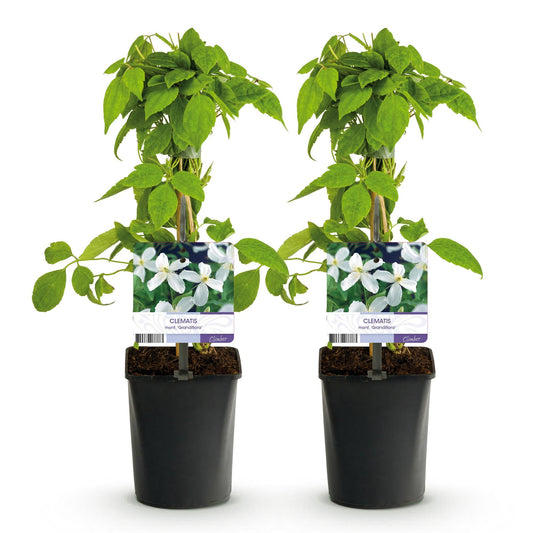 Klimplant - Clematis montana Grandiflora - 2 planten - Forestbloom