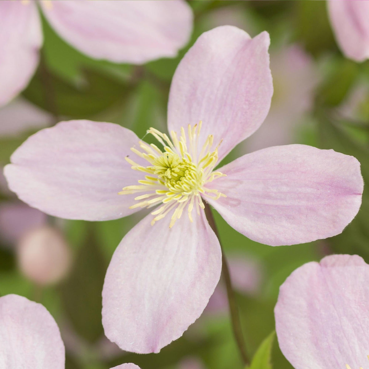 Klimplant - Clematis montana Rubens - 2 planten - Forestbloom