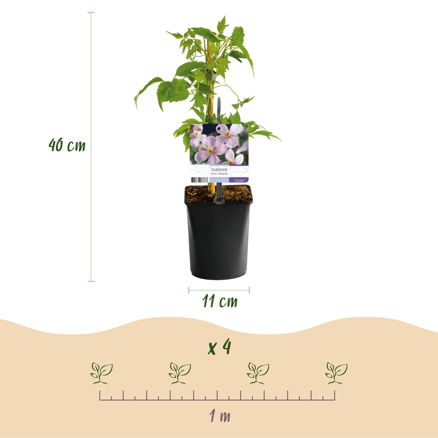 Klimplant - Clematis montana Rubens - 2 planten - Forestbloom