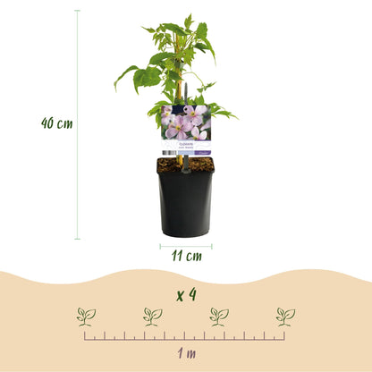 Klimplant - Clematis montana Rubens - 2 planten - Forestbloom