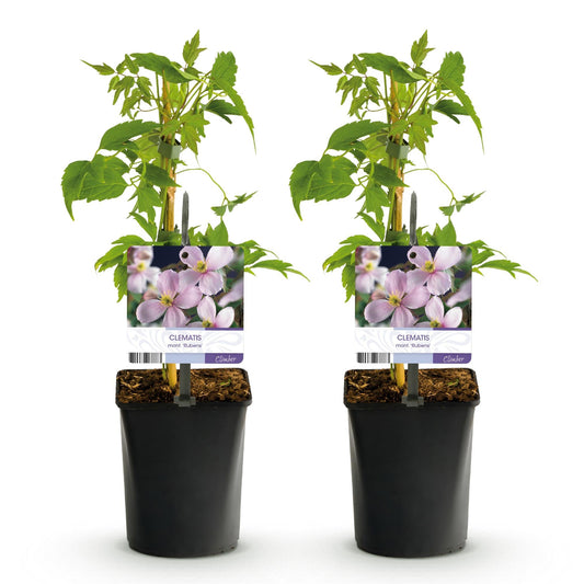 Klimplant - Clematis montana Rubens - 2 planten - Forestbloom