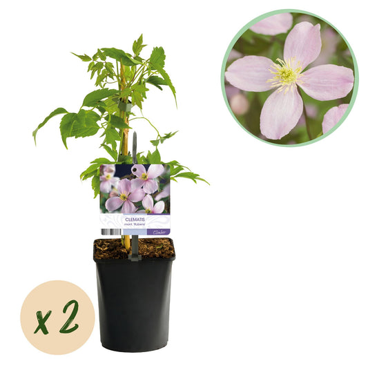 Klimplant - Clematis montana Rubens - 2 planten - Forestbloom
