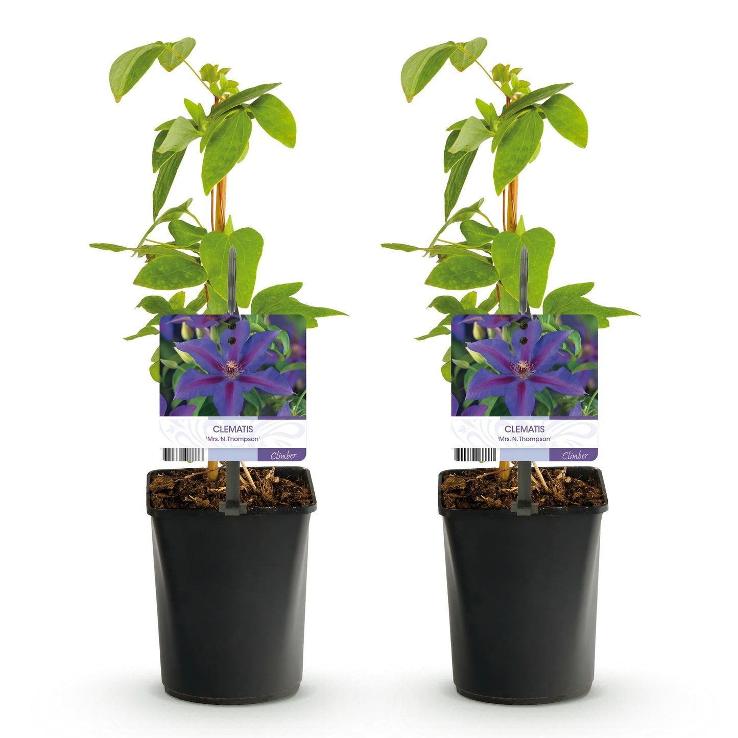 Klimplant - Clematis Mrs. N. Thompson - 2 planten - Forestbloom