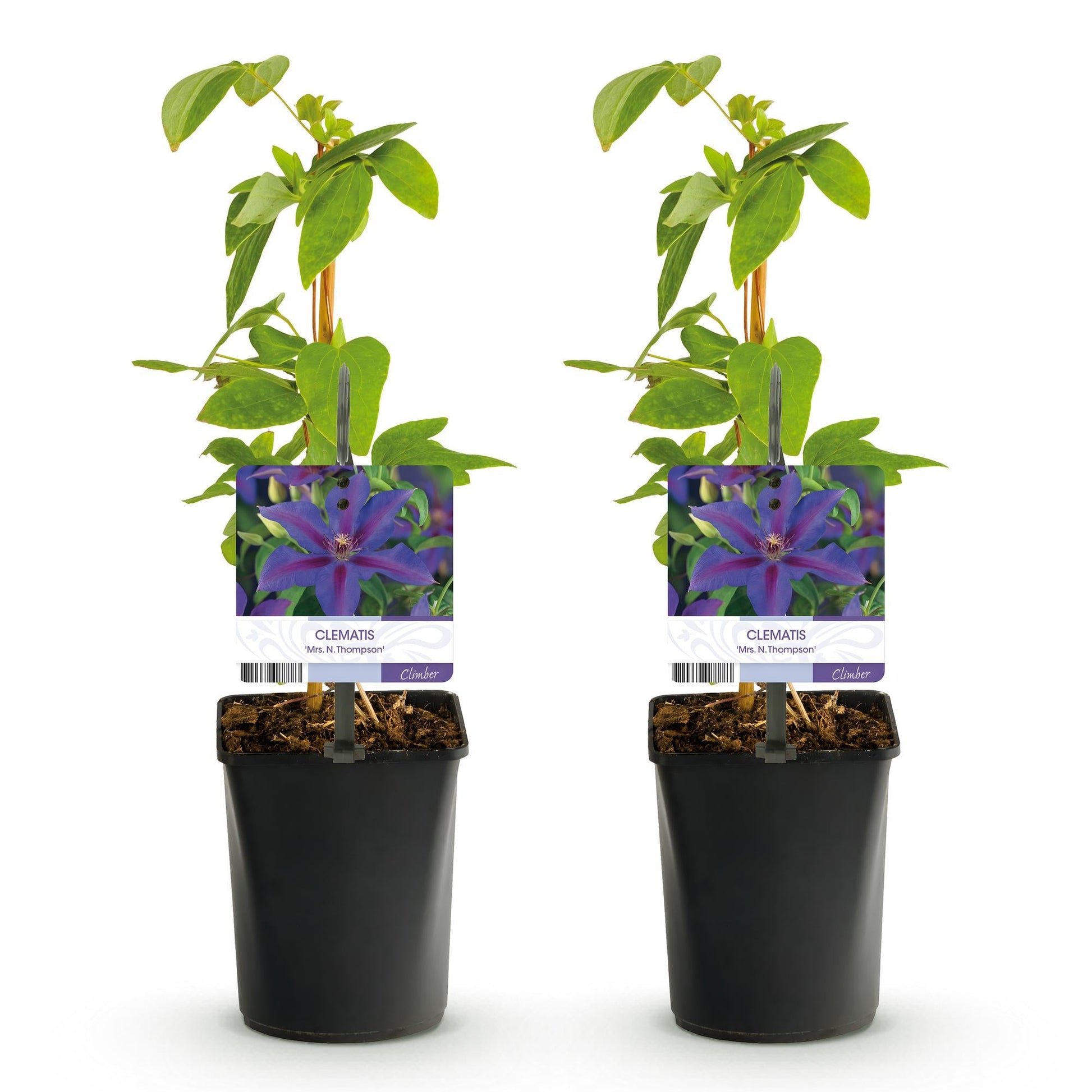 Klimplant - Clematis Mrs. N. Thompson - 2 planten - Forestbloom