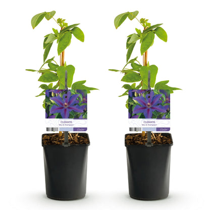 Klimplant - Clematis Mrs. N. Thompson - 2 planten - Forestbloom