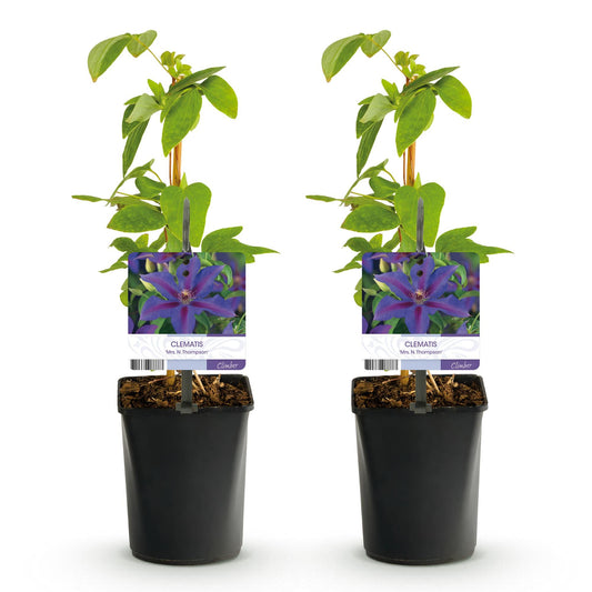 Klimplant - Clematis Mrs. N. Thompson - 2 planten - Forestbloom