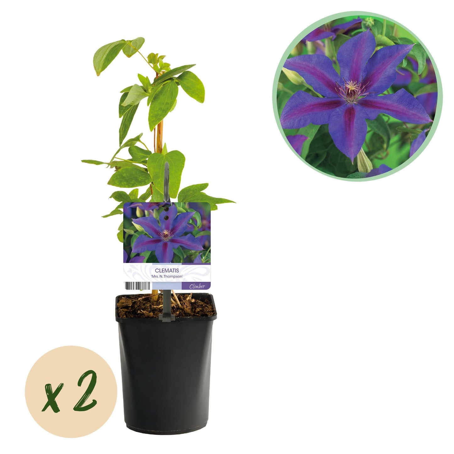 Klimplant - Clematis Mrs. N. Thompson - 2 planten - Forestbloom