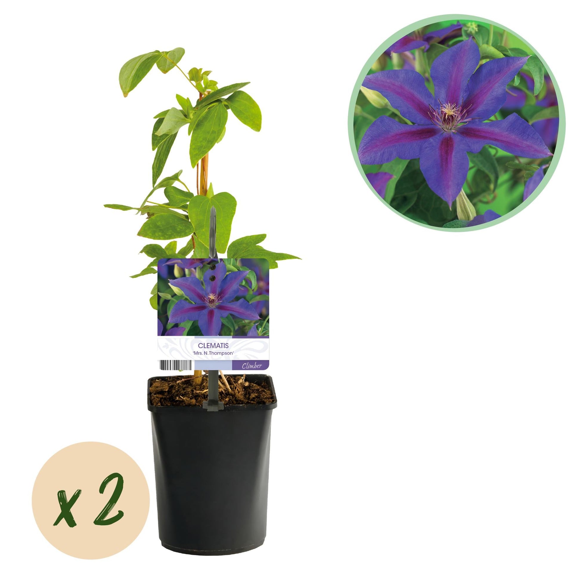 Klimplant - Clematis Mrs. N. Thompson - 2 planten - Forestbloom