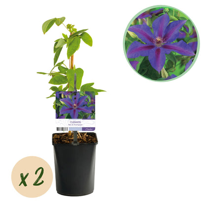 Klimplant - Clematis Mrs. N. Thompson - 2 planten - Forestbloom