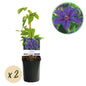 Klimplant - Clematis Mrs. N. Thompson - 2 planten - Forestbloom