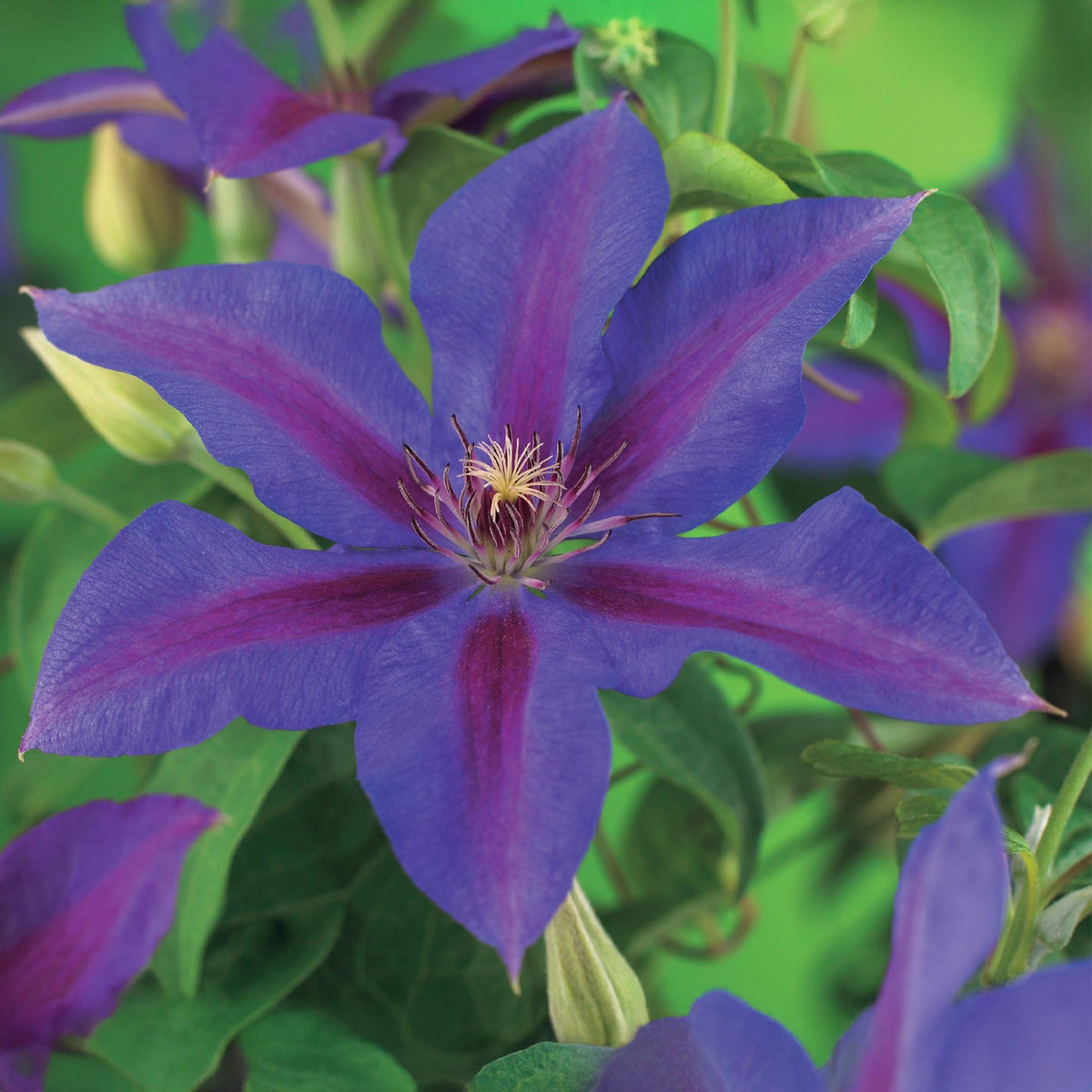 Klimplant - Clematis Mrs. N. Thompson - 2 planten - Forestbloom