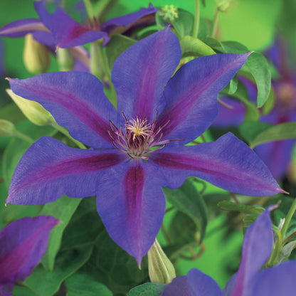 Klimplant - Clematis Mrs. N. Thompson - 2 planten - Forestbloom