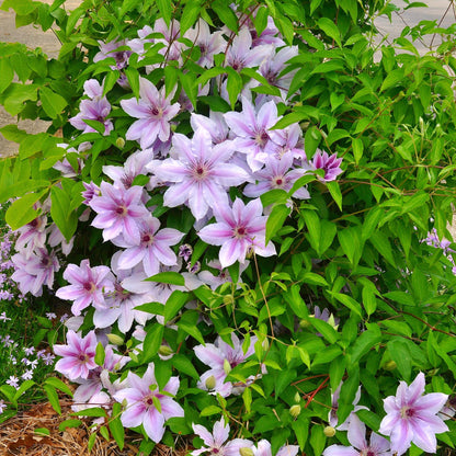 Klimplant - Clematis Nelly Moser - 2 planten - Forestbloom