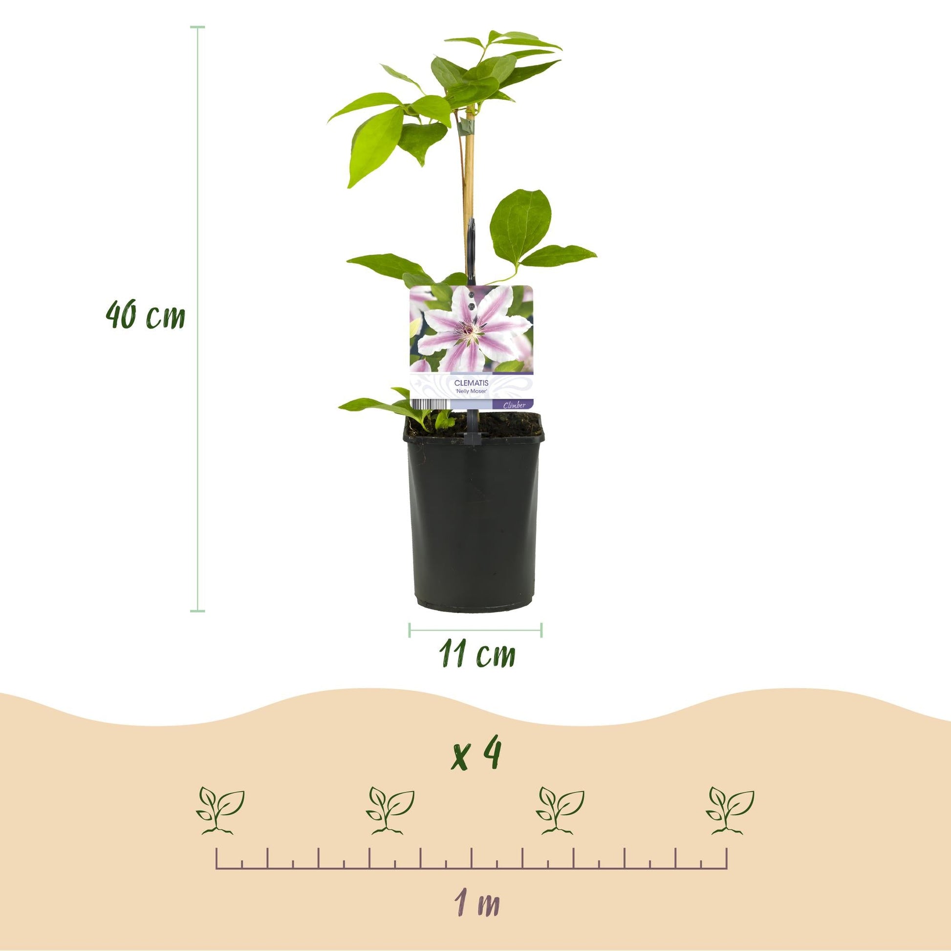 Klimplant - Clematis Nelly Moser - 2 planten - Forestbloom
