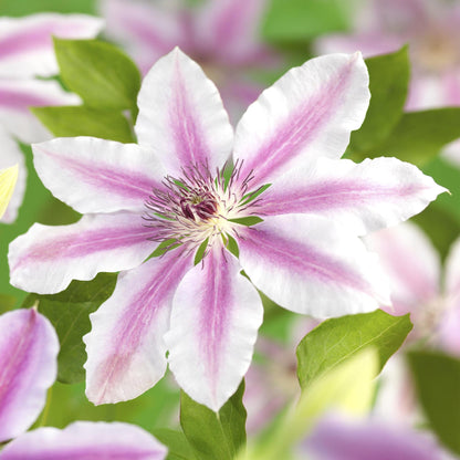 Klimplant - Clematis Nelly Moser - 2 planten - Forestbloom