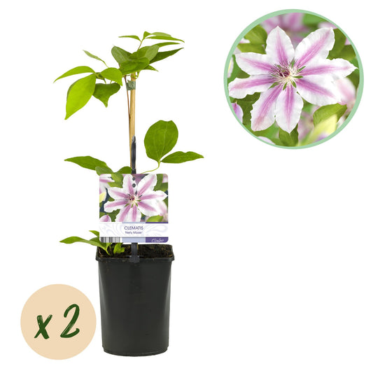 Klimplant - Clematis Nelly Moser - 2 planten - Forestbloom