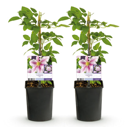 Klimplant - Clematis Piilu - 2 planten - Forestbloom