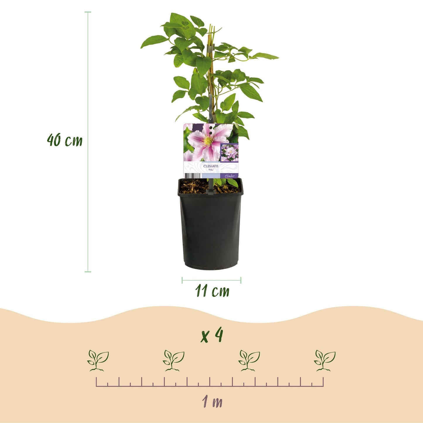 Klimplant - Clematis Piilu - 2 planten - Forestbloom