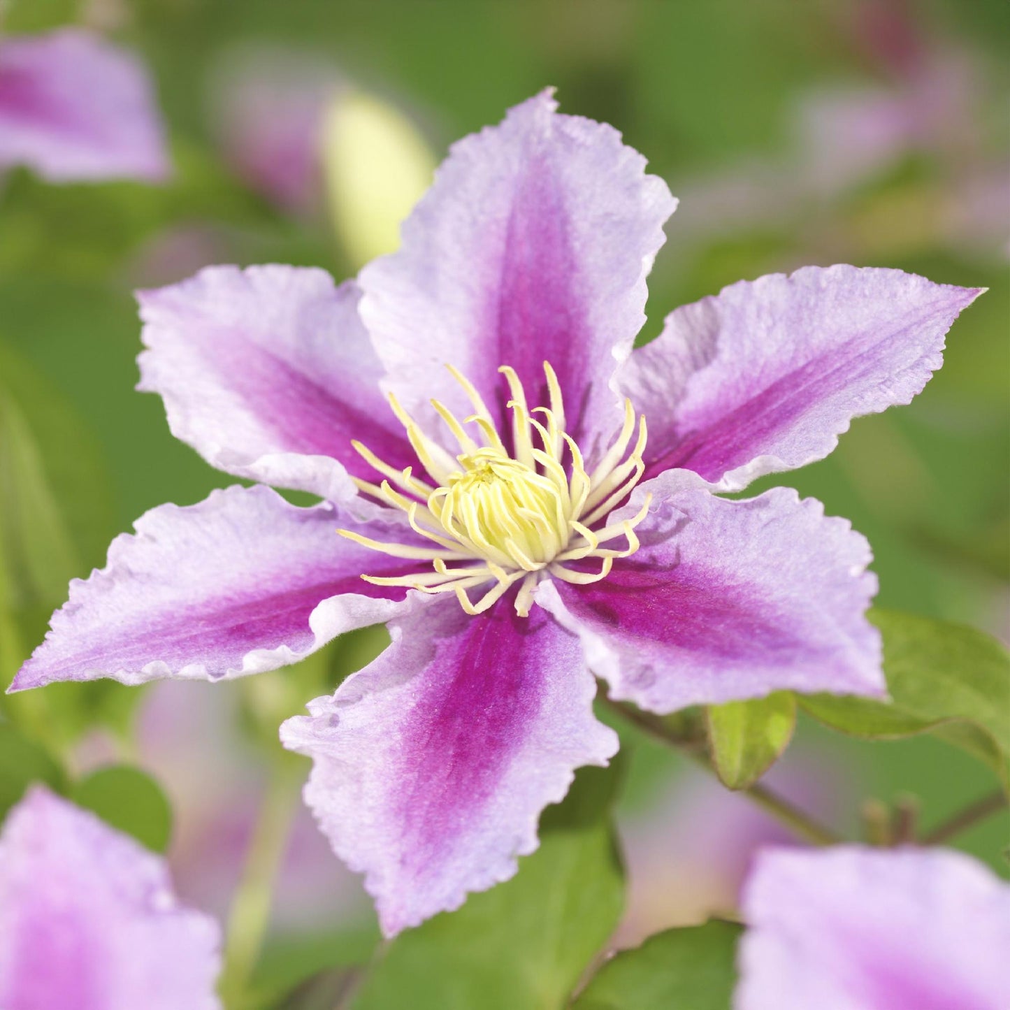 Klimplant - Clematis Piilu - 2 planten - Forestbloom