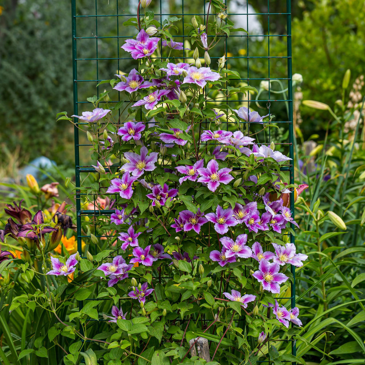 Klimplant - Clematis Piilu - 2 planten - Forestbloom