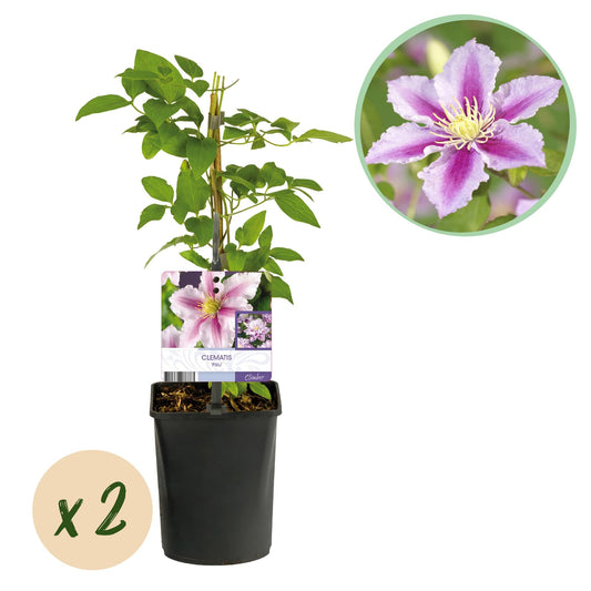 Klimplant - Clematis Piilu - 2 planten - Forestbloom