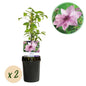 Klimplant - Clematis Pink Fantasy - 2 planten - Forestbloom