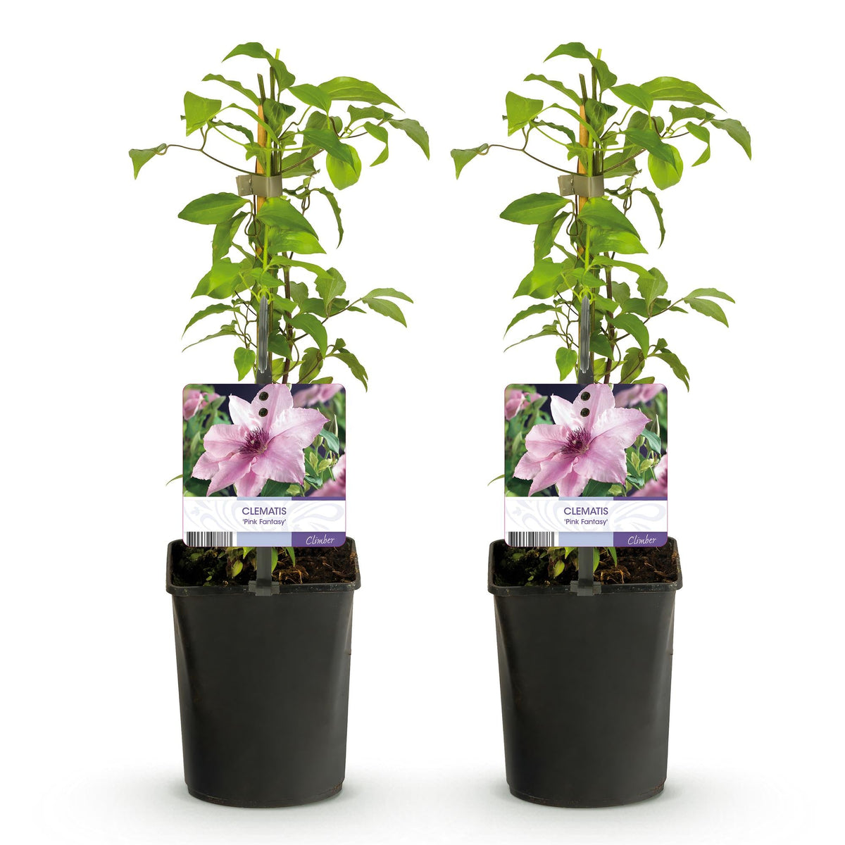 Klimplant - Clematis Pink Fantasy - 2 planten - Forestbloom