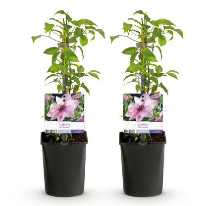 Klimplant - Clematis Pink Fantasy - 2 planten - Forestbloom