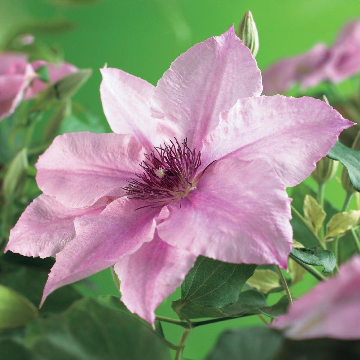 Klimplant - Clematis Pink Fantasy - 2 planten - Forestbloom