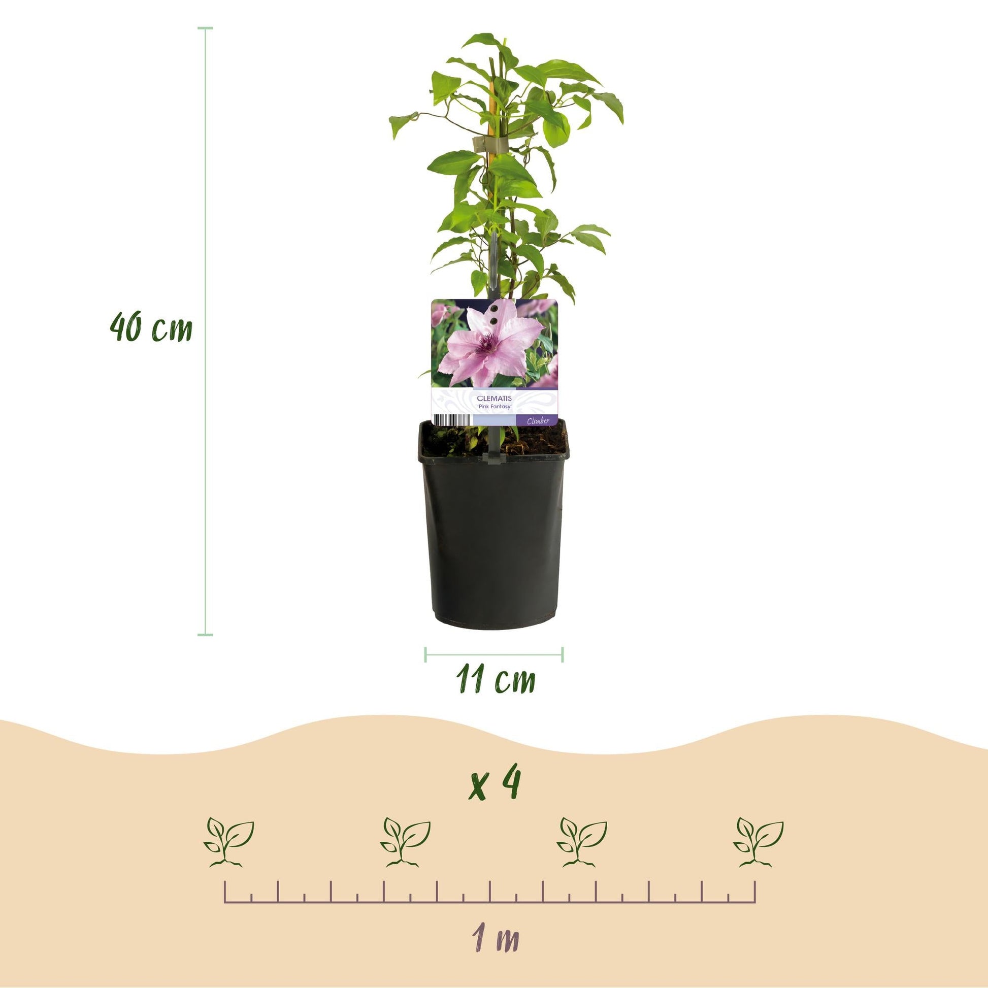 Klimplant - Clematis Pink Fantasy - 2 planten - Forestbloom