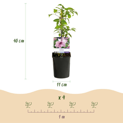 Klimplant - Clematis Pink Fantasy - 2 planten - Forestbloom