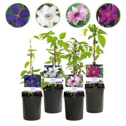 Klimplant - Clematis Rainbow - 4 planten - Forestbloom