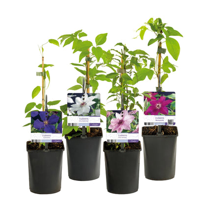 Klimplant - Clematis Rainbow - 4 planten - Forestbloom
