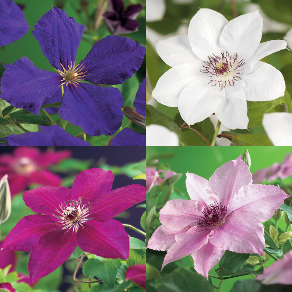 Klimplant - Clematis Rainbow - 4 planten - Forestbloom