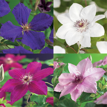 Klimplant - Clematis Rainbow - 4 planten - Forestbloom