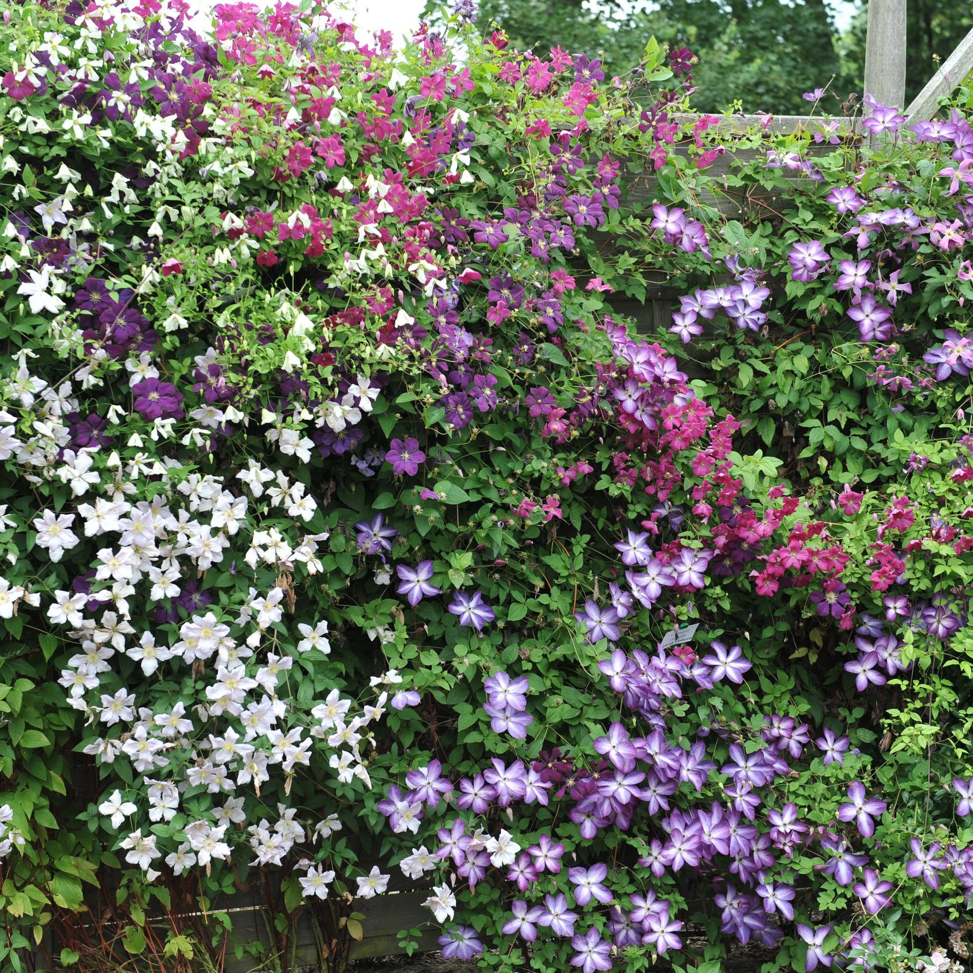Klimplant - Clematis Rainbow - 4 planten - Forestbloom