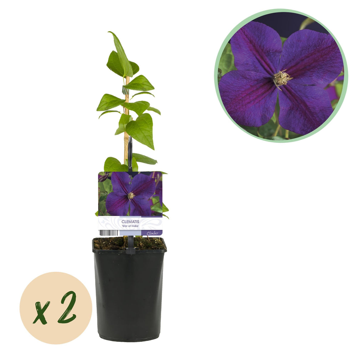 Klimplant - Clematis Star of India - 2 planten - Forestbloom