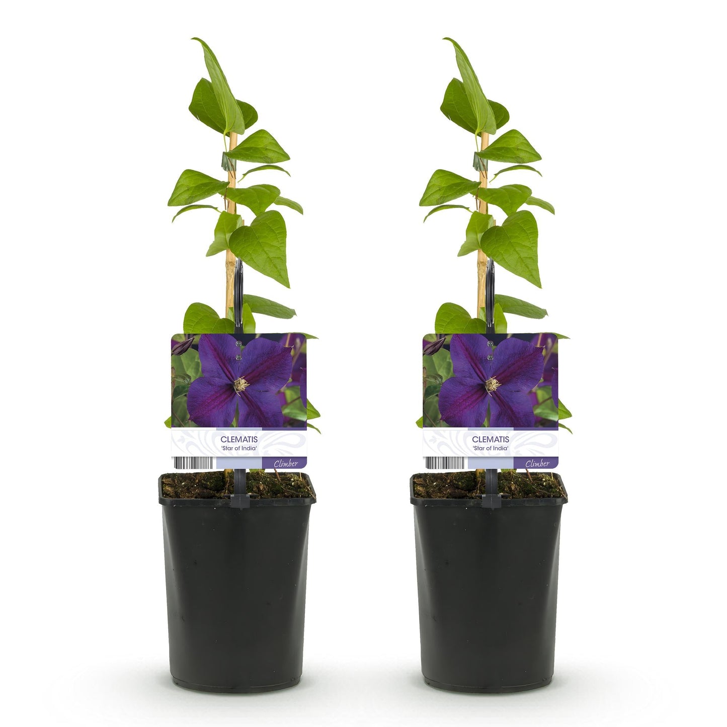 Klimplant - Clematis Star of India - 2 planten - Forestbloom