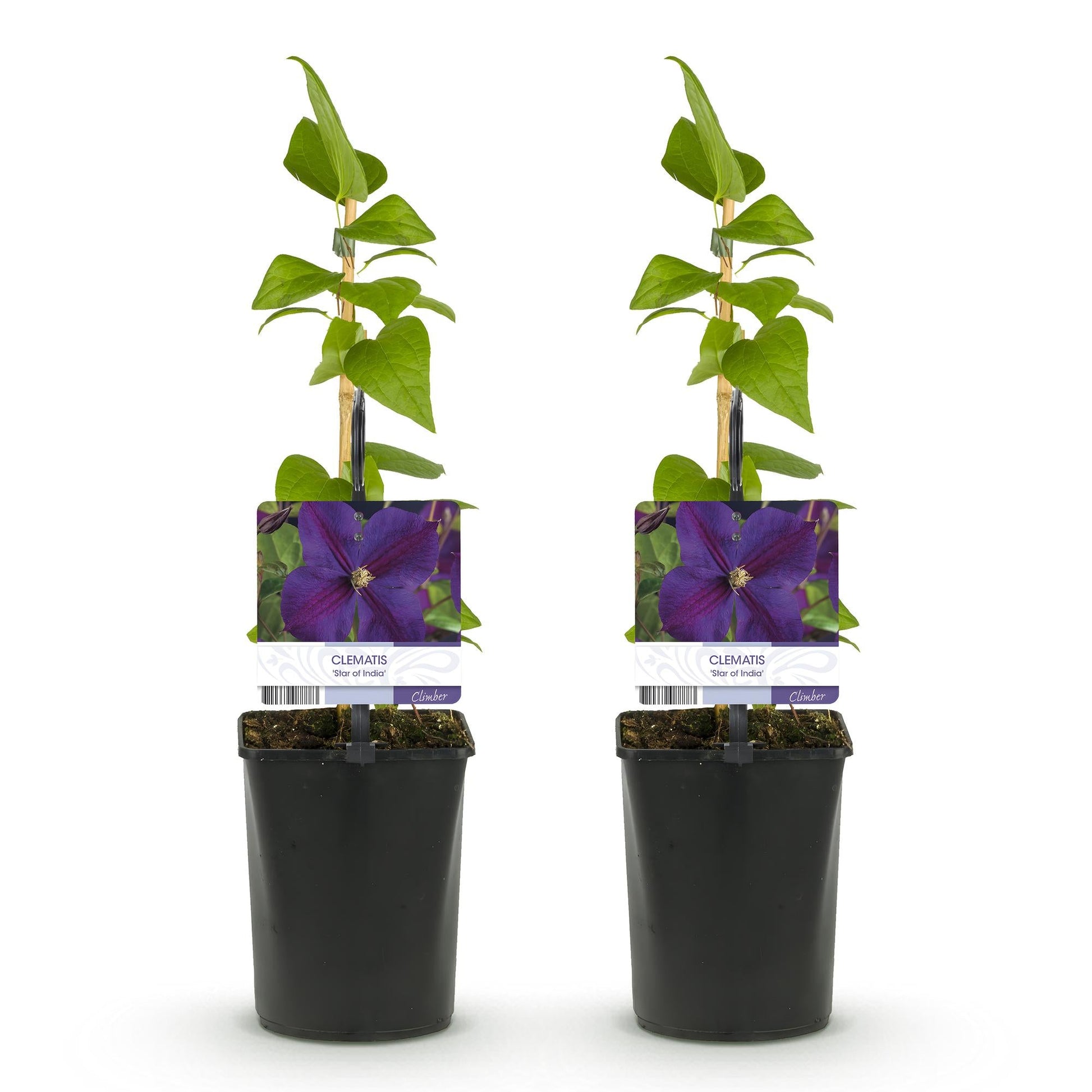 Klimplant - Clematis Star of India - 2 planten - Forestbloom