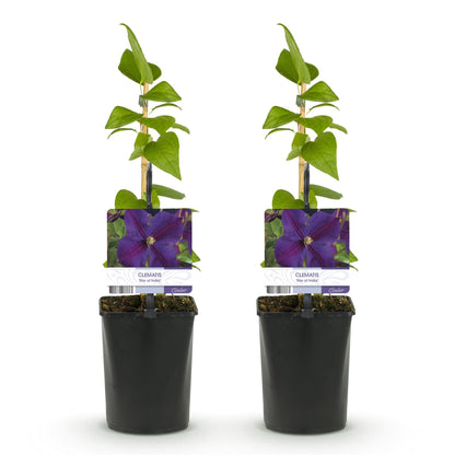 Klimplant - Clematis Star of India - 2 planten - Forestbloom